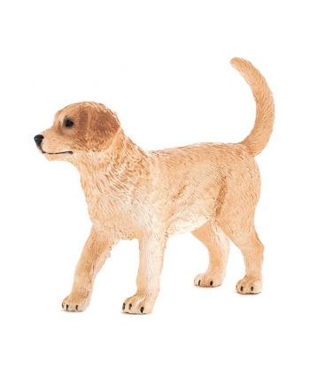 Szczenię rasy Golden Retriver 7205 ANIMAL PLANET