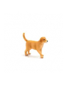 Szczenię rasy Golden Retriver 7205 ANIMAL PLANET - nr 2