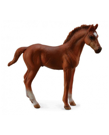 Źrebię Thoroughbred  88671 COLLECTA