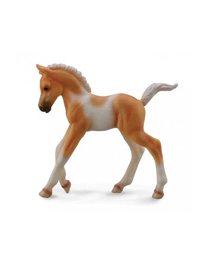 Źrebię Pinto foal walking palomino 88668 COLLECTA główny