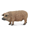 Świnia mangalica. COLLECTA - nr 1