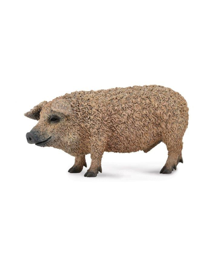 Świnia mangalica. COLLECTA główny