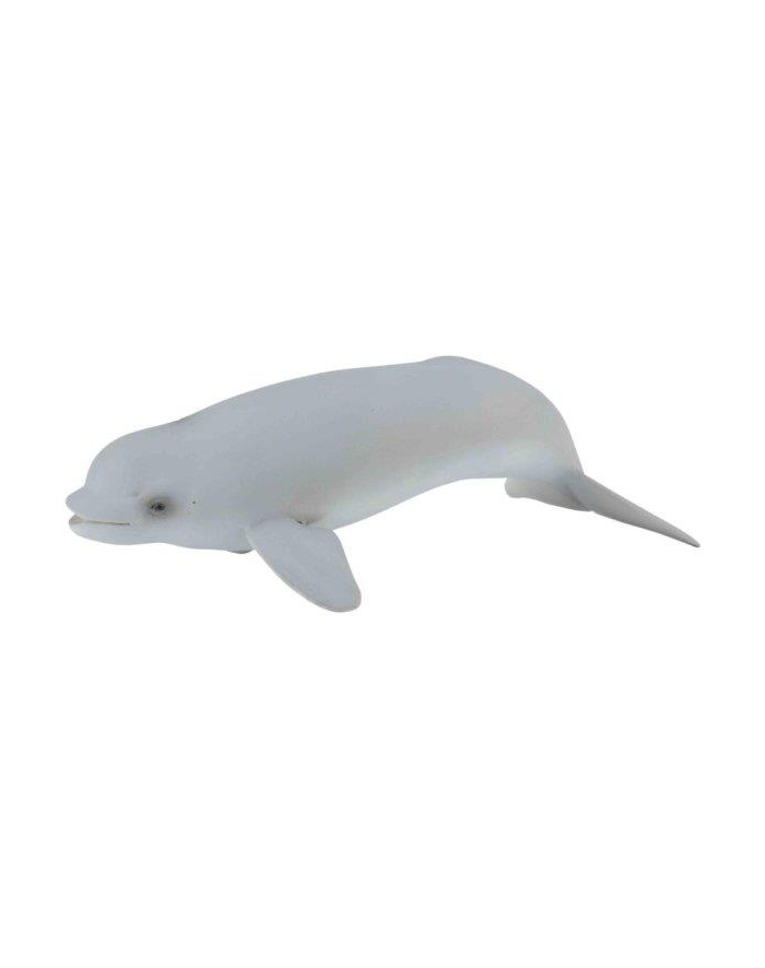 Wieloryb belgua młode 88617 COLLECTA główny