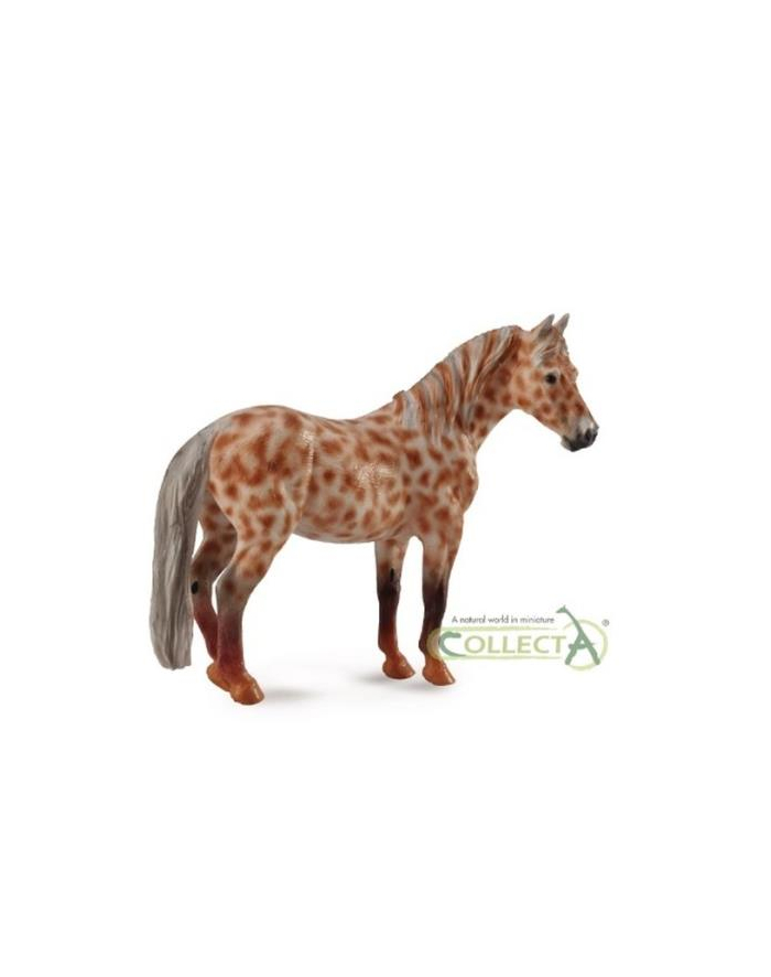 Klacz British Spotted Pony maści kasztan leopard 88750 COLLECTA główny