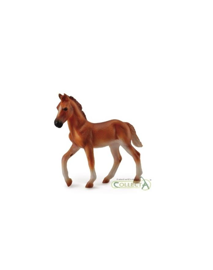 Koń Peruwiański Paso, źrebię maści kasztan 88751 COLLECTA główny
