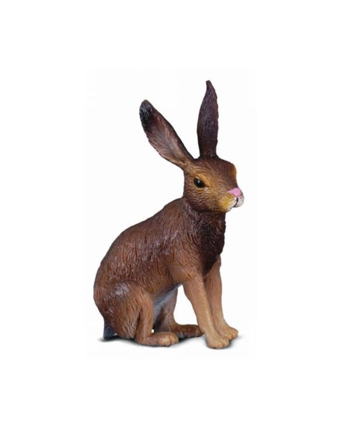 Zając Szarak COLLECTA główny