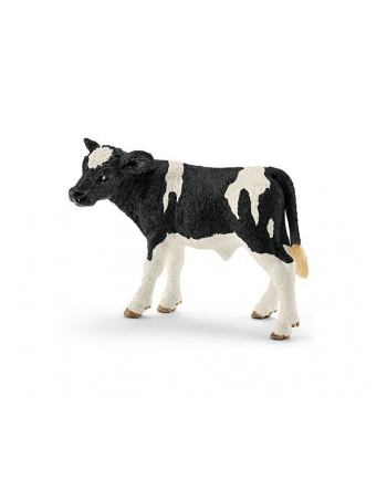 SLH 13798 Cielę rasy Holstein