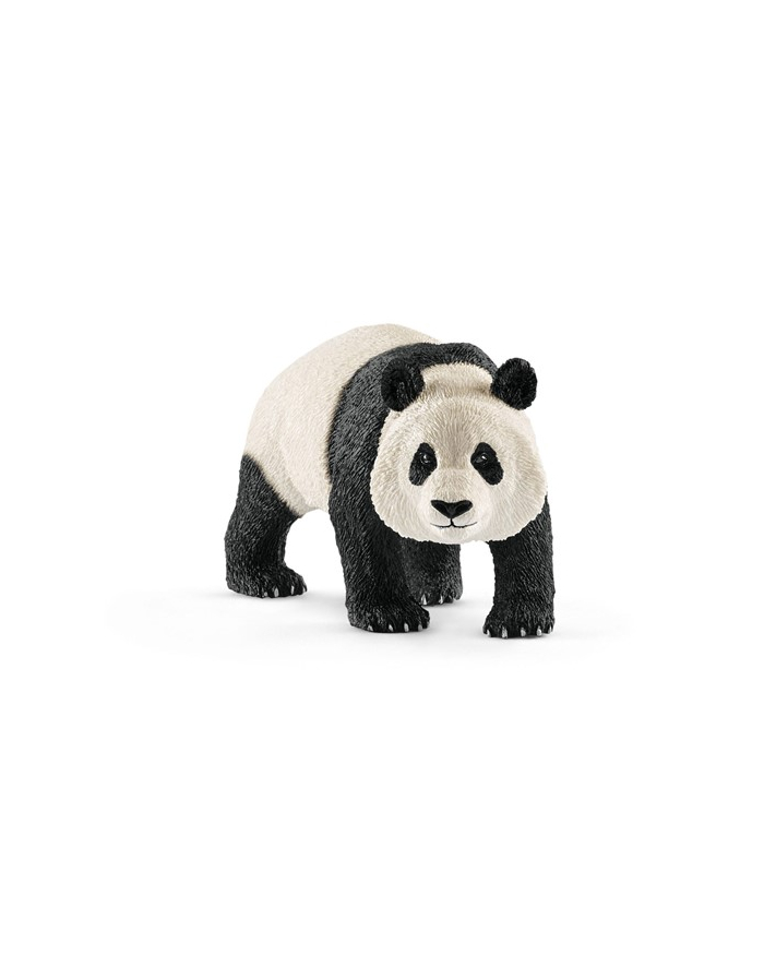 SLH 14772 Panda Wielka samiec główny