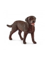 SLH 13834 Labrador Retrieve suczka - nr 1