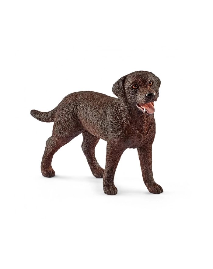 SLH 13834 Labrador Retrieve suczka główny