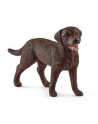 SLH 13834 Labrador Retrieve suczka - nr 2