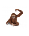 SLH 14775 Orangutan samica - nr 1