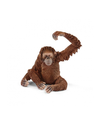 SLH 14775 Orangutan samica