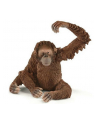 SLH 14775 Orangutan samica - nr 2