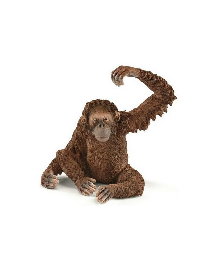 SLH 14775 Orangutan samica główny