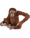 SLH 14775 Orangutan samica - nr 3
