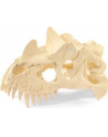 SLH 42348 Duża czaszka pułapka Velociraptor - nr 8