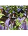 Gardena Micro-Drip-System nawadnianie doniczek (1407) - nr 4