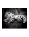 Clementoni Puzzle 1000el High Quality Collection. Kitty 39422 - nr 4