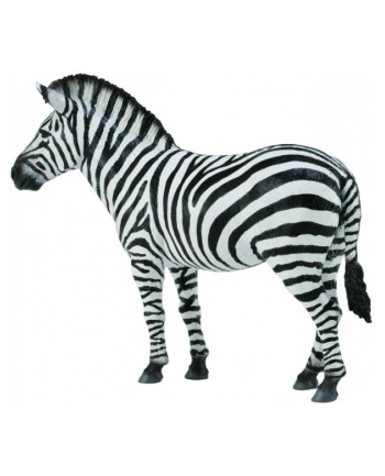Zebra pospolita 88830 COLLECTA