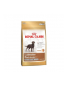 Karma Royal Canin SHN Breed Labrador Ster Ad (12 kg ) - nr 1
