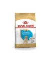 Karma Royal Canin SHN BREED LABRADOR JUNIOR (12 kg ) - nr 4