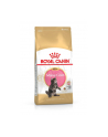 Karma Royal Canin Kitten Food Maine Coon 36 Dry Mix (10 kg ) - nr 1