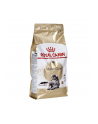 Karma Royal Canin FBN Maine Coon (2 kg ) - nr 2