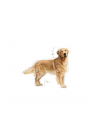 Karma Royal Canin Golden Retriever Adult (12 kg ) - nr 5