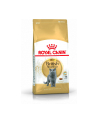 Karma Royal Canin FBN British Shorthair (2 kg ) - nr 1