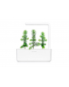 click and grow Click&Grow Inteligentna doniczka Smart Garden 3 White - nr 16