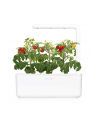 click and grow Click&Grow Inteligentna doniczka Smart Garden 3 White - nr 26