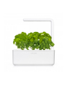 click and grow Click&Grow Kapsułki z nasionami Smart Soil Bazylia 3pak - nr 10