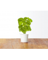 click and grow Click&Grow Kapsułki z nasionami Smart Soil Bazylia 3pak - nr 6
