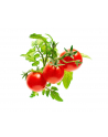click and grow Click&Grow Kapsułki z nasionami Smart Soil Pomidorki koktajlowe 3pak - nr 5