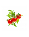 click and grow Click&Grow Kapsułki z nasionami Smart Soil Pomidorki koktajlowe 3pak - nr 8