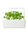 click and grow Click&Grow Kapsułki z nasionami Smart Soil Pietruszka 3pak - nr 2