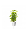 click and grow Click&Grow Kapsułki z nasionami Smart Soil Mięta pieprzowa 3pak - nr 7