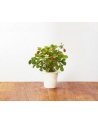 click and grow Click&Grow Kapsułki z nasionami Smart Soil Poziomka 3pak - nr 14