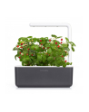 click and grow Click&Grow Kapsułki z nasionami Smart Soil Poziomka 3pak - nr 3