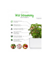 click and grow Click&Grow Kapsułki z nasionami Smart Soil Poziomka 3pak - nr 5