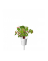 click and grow Click&Grow Kapsułki z nasionami Smart Soil Poziomka 3pak - nr 7